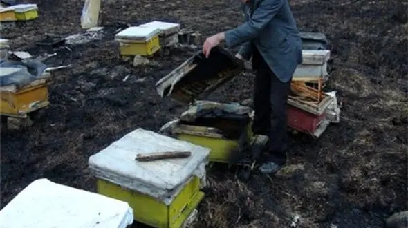 ۷۸۰ کندوی عسل در کوزران کرمانشاه آتش گرفت