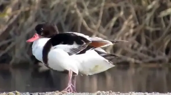 فیلم پرنده تنجه / اردک غازنما در تالاب ها