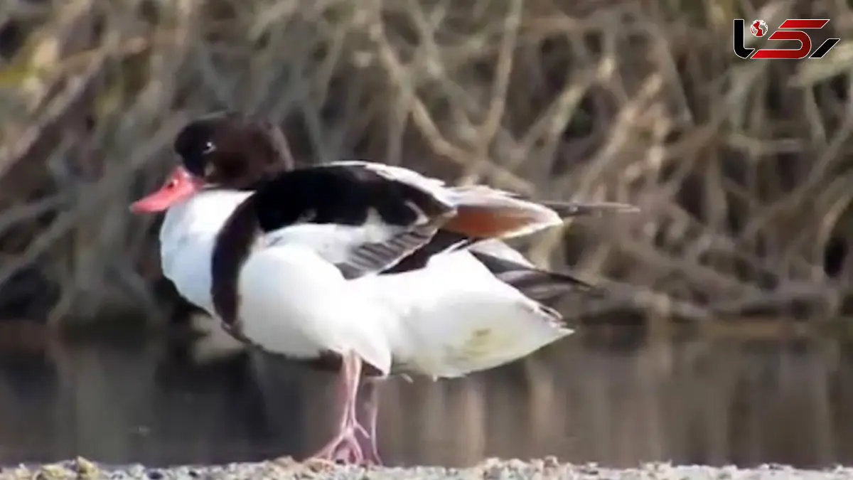 فیلم پرنده تنجه / اردک غازنما در تالاب ها