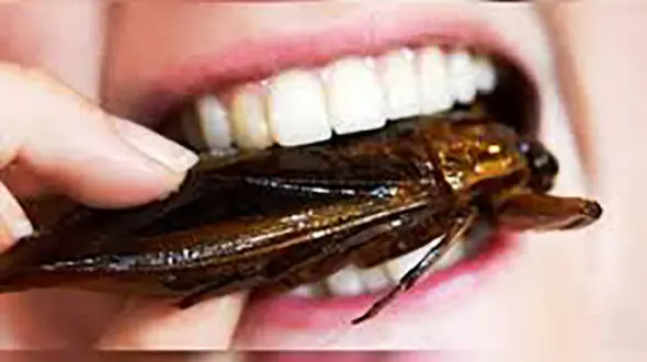 در نقاط مختلف دنیا چه حشراتی می خورند؟! 