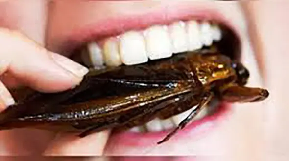 در نقاط مختلف دنیا چه حشراتی می خورند؟! 