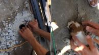 نجات توله یک سگ توسط چند جوان از داخل لوله آب + فیلم