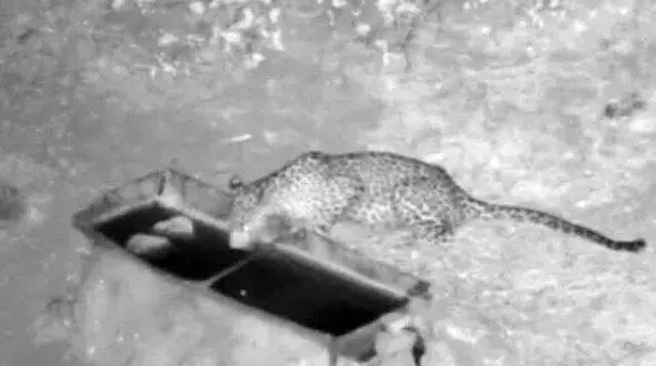 نخستین تصویر از پلنگ نادر ایرانی در سفیدکوه لرستان ثبت شد+ فیلم 