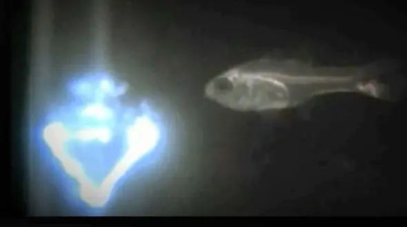 دهان این ماهی نور تولید می کند + عکس و فیلم