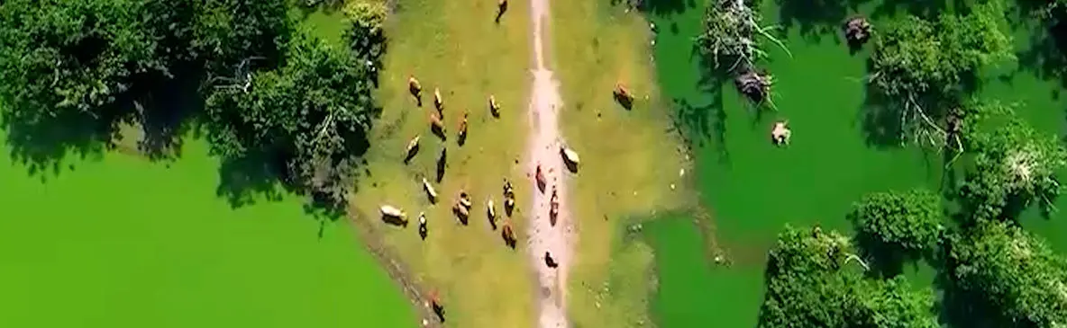 فیلم زیبایی‌های تالاب استیل آستارا