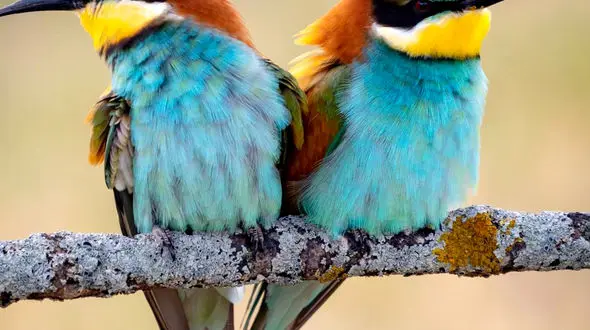 از پنگوئن های کوچک تا جوجه اردک های زیبا