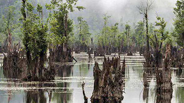 وحشت در قبرستان و دریاچه ارواح مازندران / اگر جرات دارید به اینجا سفر کنید + تصاویر 