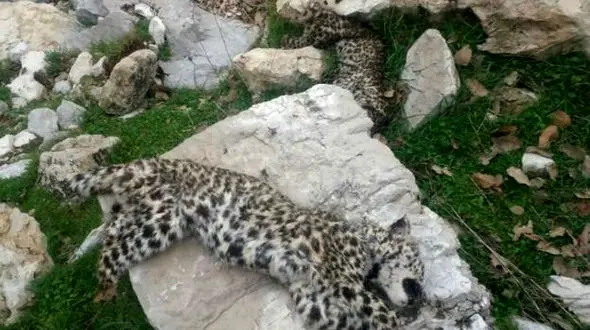 قطع دستان پلنگ‌های ایرانی بخاطر خرافات + عکس جنازه ها کنار هم
