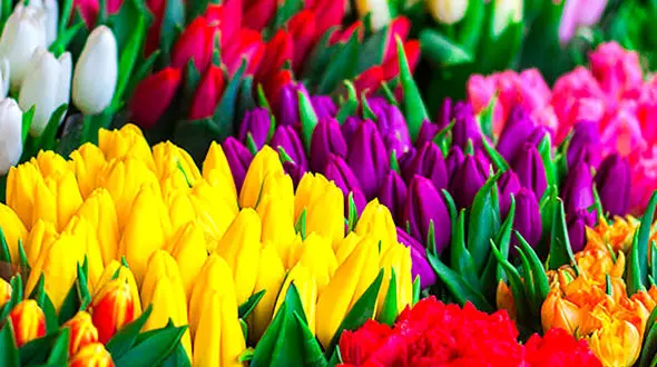 فال ابجد 12 اردیبهشت + فیلم