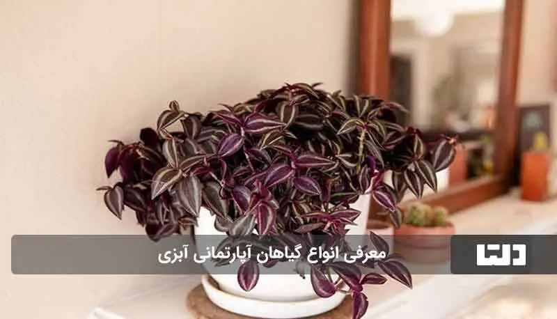 گیاه برگ بیدی