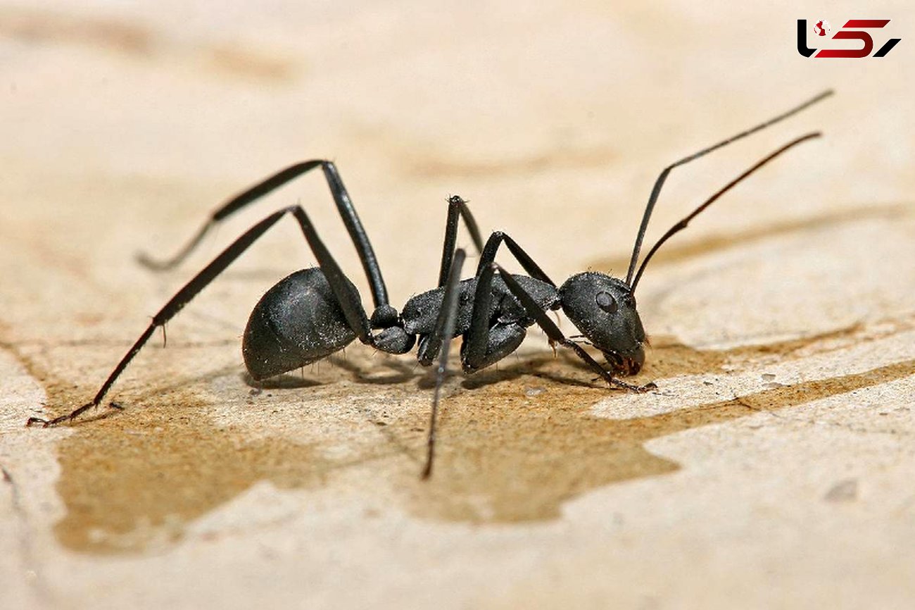 ترفندهای خانگی برای فرار مورچه ها