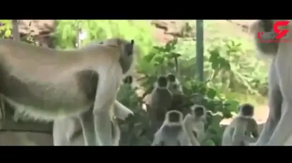 عکس العمل باورنکردنی میمون ها با دیدن یک میمون غیرواقعی!