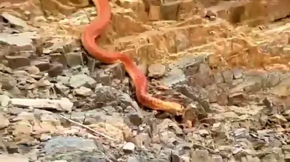 ادعای عجیب یک لرستانی درباره مار + فیلم