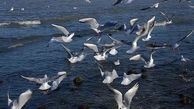 پرندگان مهاجر مهمان مازندران / جلوی مهمان کشی را بگیرید