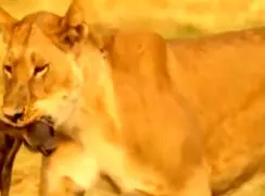 فیلم پایان تلخ بچه گراز در چنگال شیر