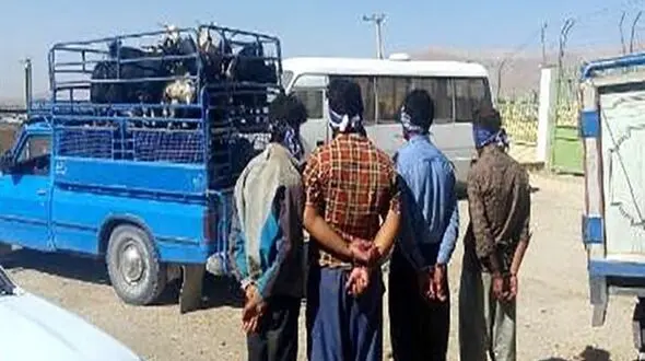 انهدام باند سارقان احشام و کشف ۱۴ فقره سرقت