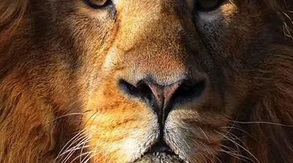 عاشقانه در حیات وحش 