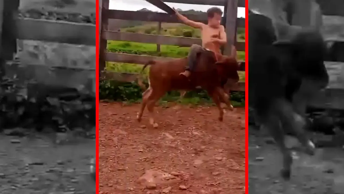 فیلم گاوبازی خطرناک پسربچه با گوساله