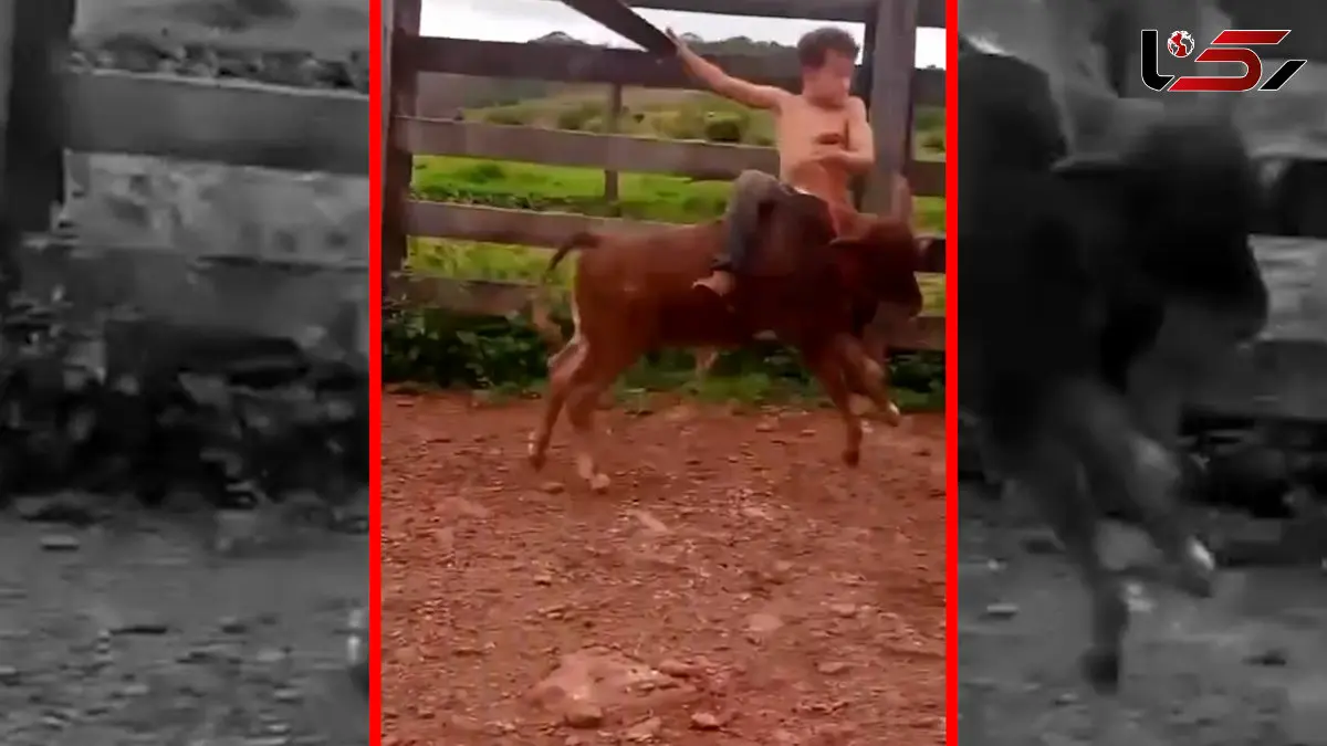 فیلم گاوبازی خطرناک پسربچه با گوساله