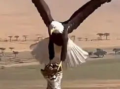 هوش مصنوعی و طراحی شکار عجیب عقاب؛ وقتی فناوری رفتار طبیعت را بازآفرینی می‌کند + فیلم