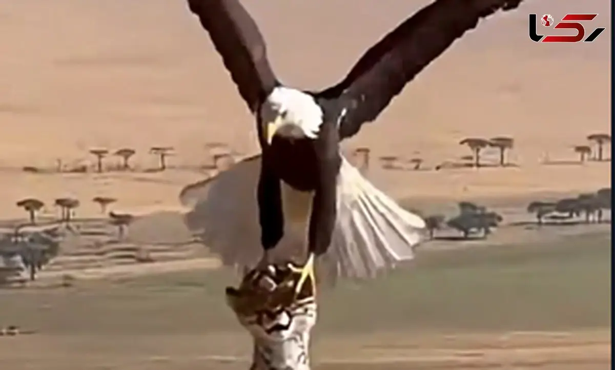 هوش مصنوعی و طراحی شکار عجیب عقاب؛ وقتی فناوری رفتار طبیعت را بازآفرینی می‌کند + فیلم