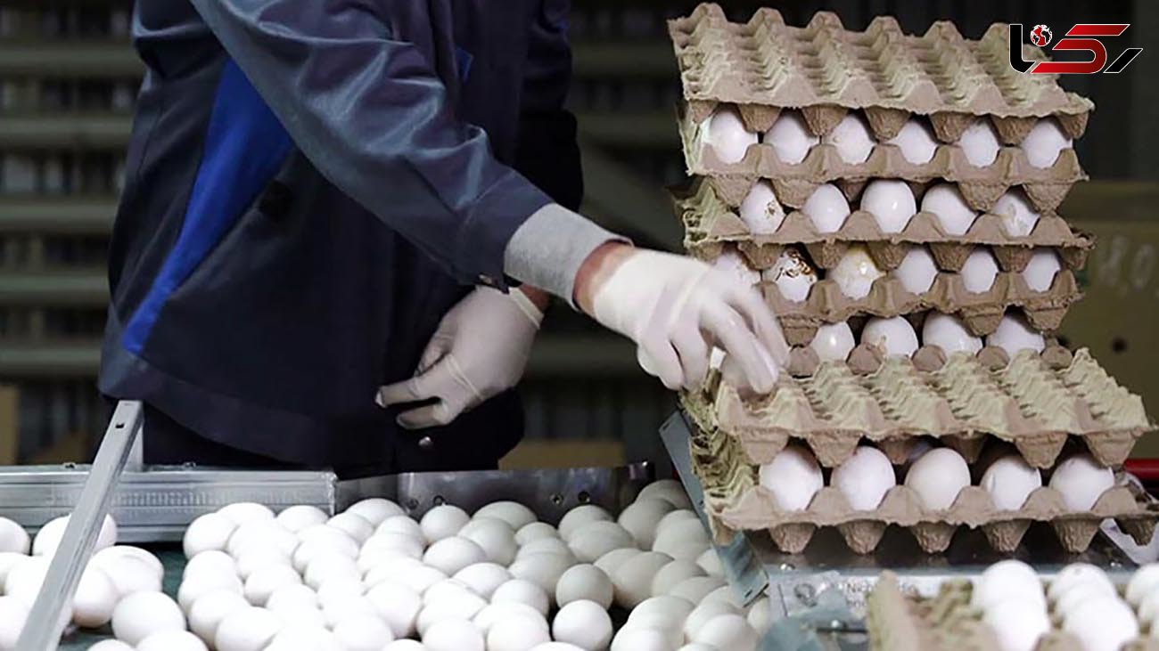 قیمت تخم مرغ در بازار / تخم مرغ بسته بندی 2 برابر فله ای