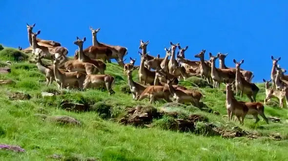 فاز سوم آزادراه تهران-شمال، تهدیدی برای زیستگاه غنی مرال در البرز مرکزی + فیلم