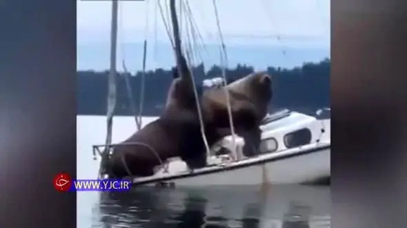 خوش گذرانی مسافران ناخوانده و عظیم‌الجثه در قایق

