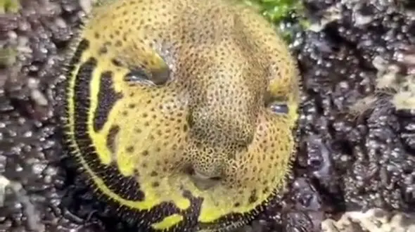 پیدا شدن یک ماهی با چهره ای شبیه انسان! /واقعا حیرت آور است !