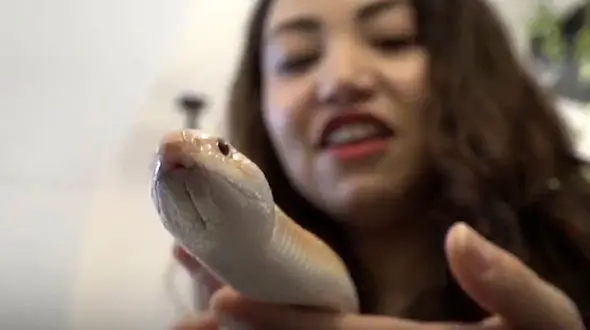 کافی شاپ با طعم مار + فیلم ترسناک