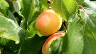 سالانه ۳۶ هزار تن میوه زردآلو در لرستان برداشت می شود