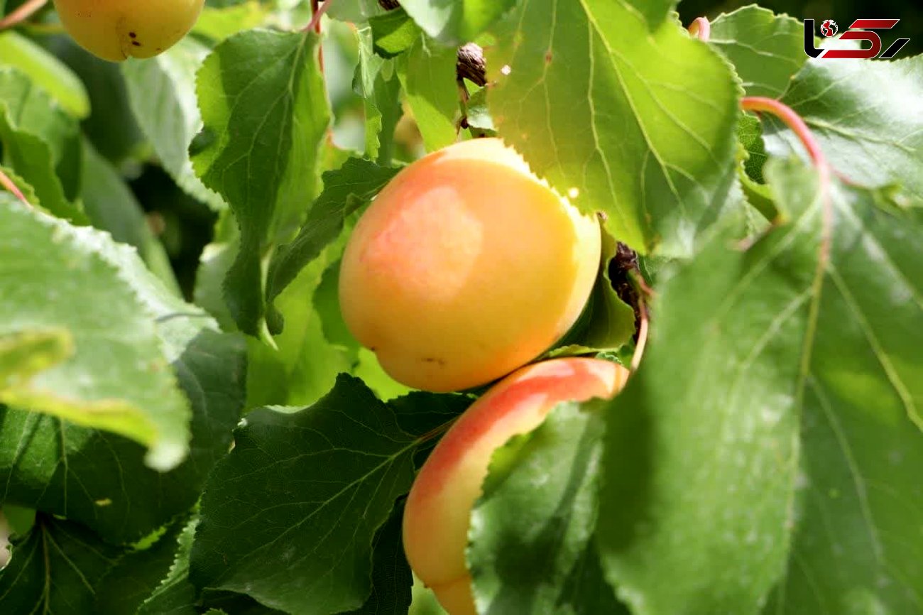 سالانه ۳۶ هزار تن میوه زردآلو در لرستان برداشت می شود