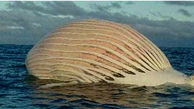 جسد عجیب یک نهنگ وسط دریا! / همه وحشت کردند + عکس باورنکردنی 