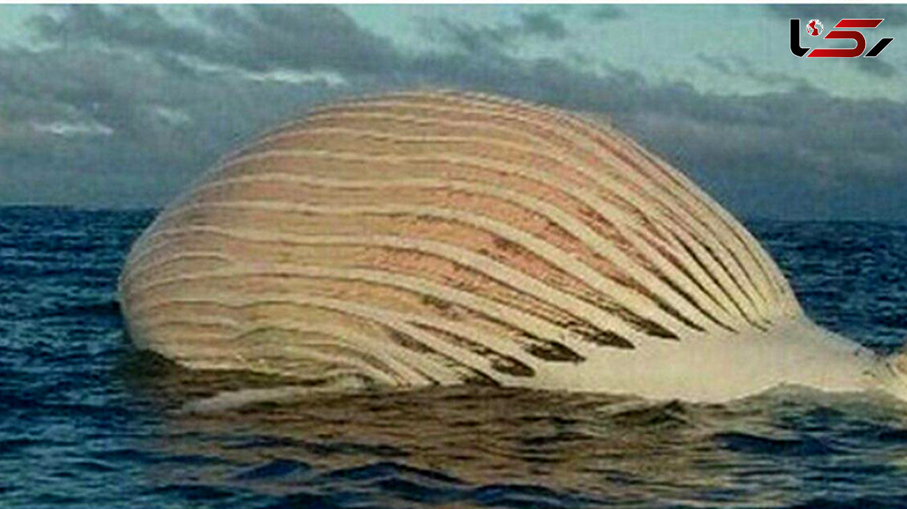 جسد عجیب یک نهنگ وسط دریا! / همه وحشت کردند + عکس باورنکردنی 