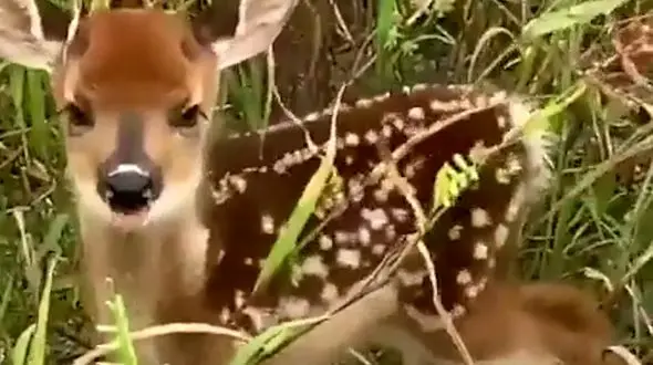 فیلم صدای واقعی بچه آهو + جزییات
