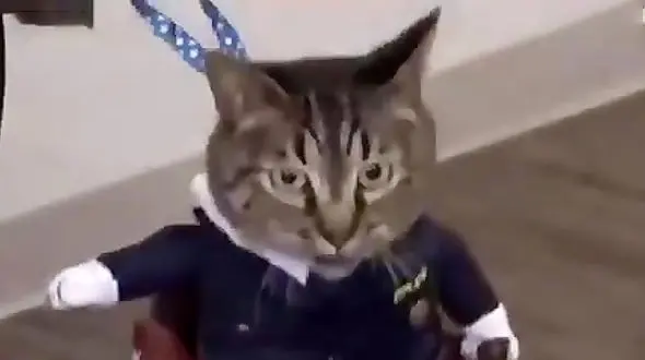 نخستین گربه‌ای که به مدیریت رسید + عکس