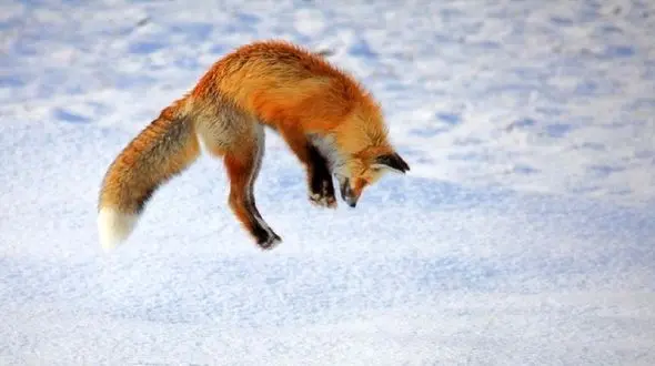 صحنه سازی شکار روباه + فیلم