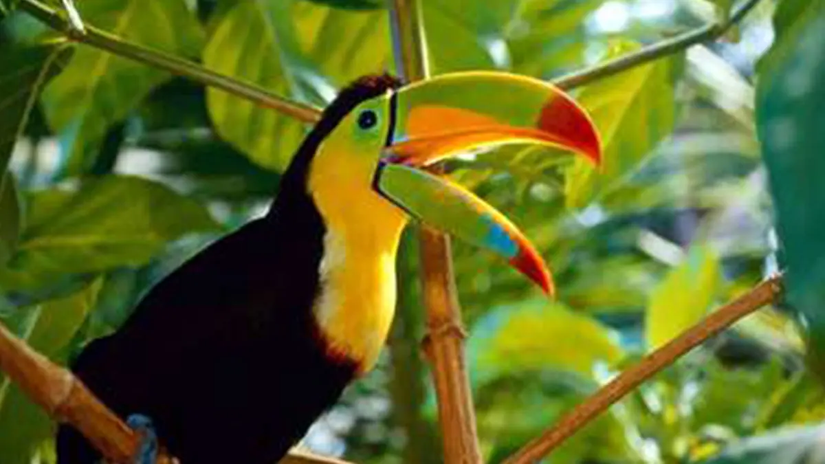 از نزدیک با سلنیدرای منقاردار؛ شگفتی طبیعت