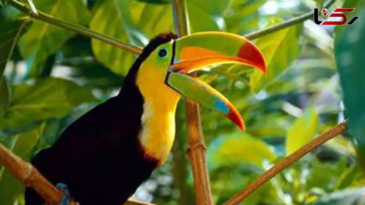 از نزدیک با سلنیدرای منقاردار؛ شگفتی طبیعت + فیلم