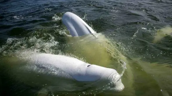 این خلیج حافظ جان نهنگ‌هاست + فیلم