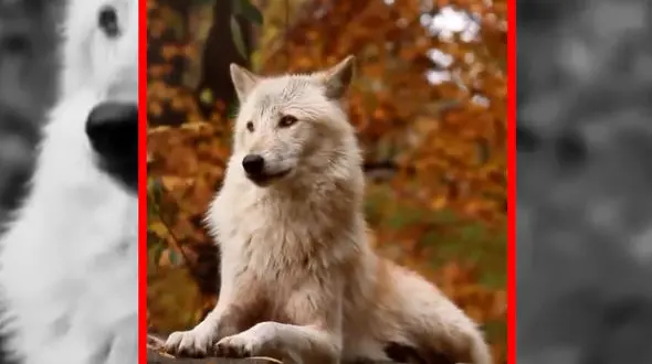 فیلم زوزه شنیدنی گرگ تنها