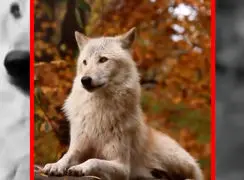 فیلم زوزه شنیدنی گرگ تنها