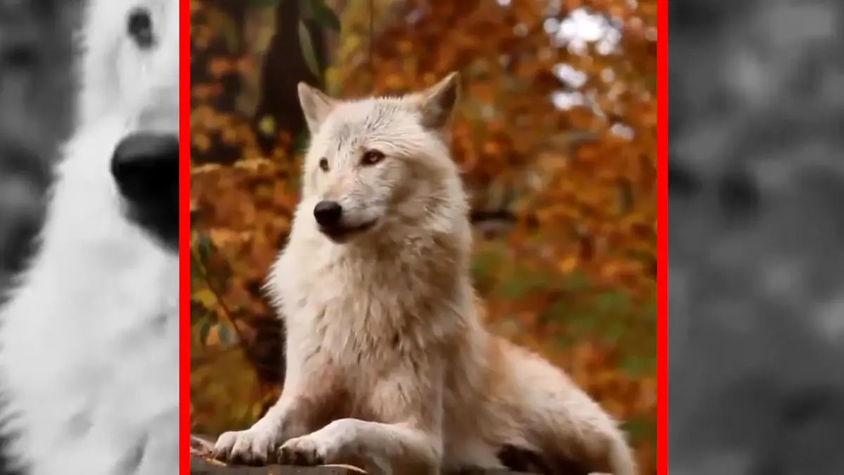 فیلم زوزه شنیدنی گرگ تنها