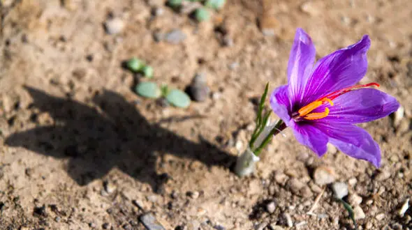 زعفران ارزان شد