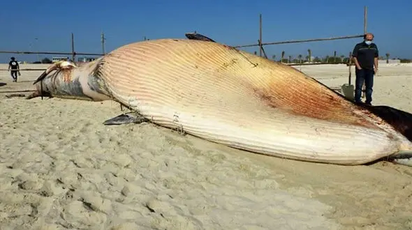 عکس / فاجعه دیگر در خلیج فارس