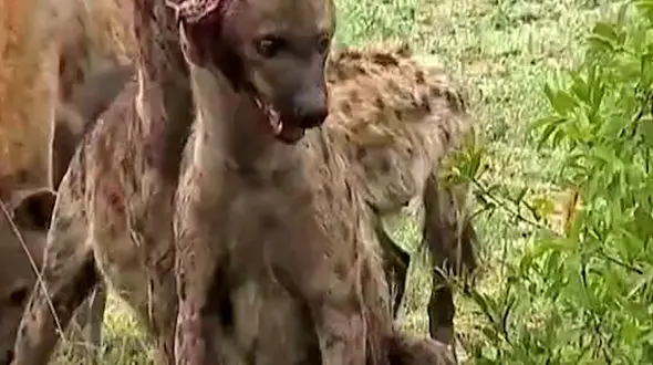 از دوستی عجیب و غریب تا حمام کرگدن ها در گل