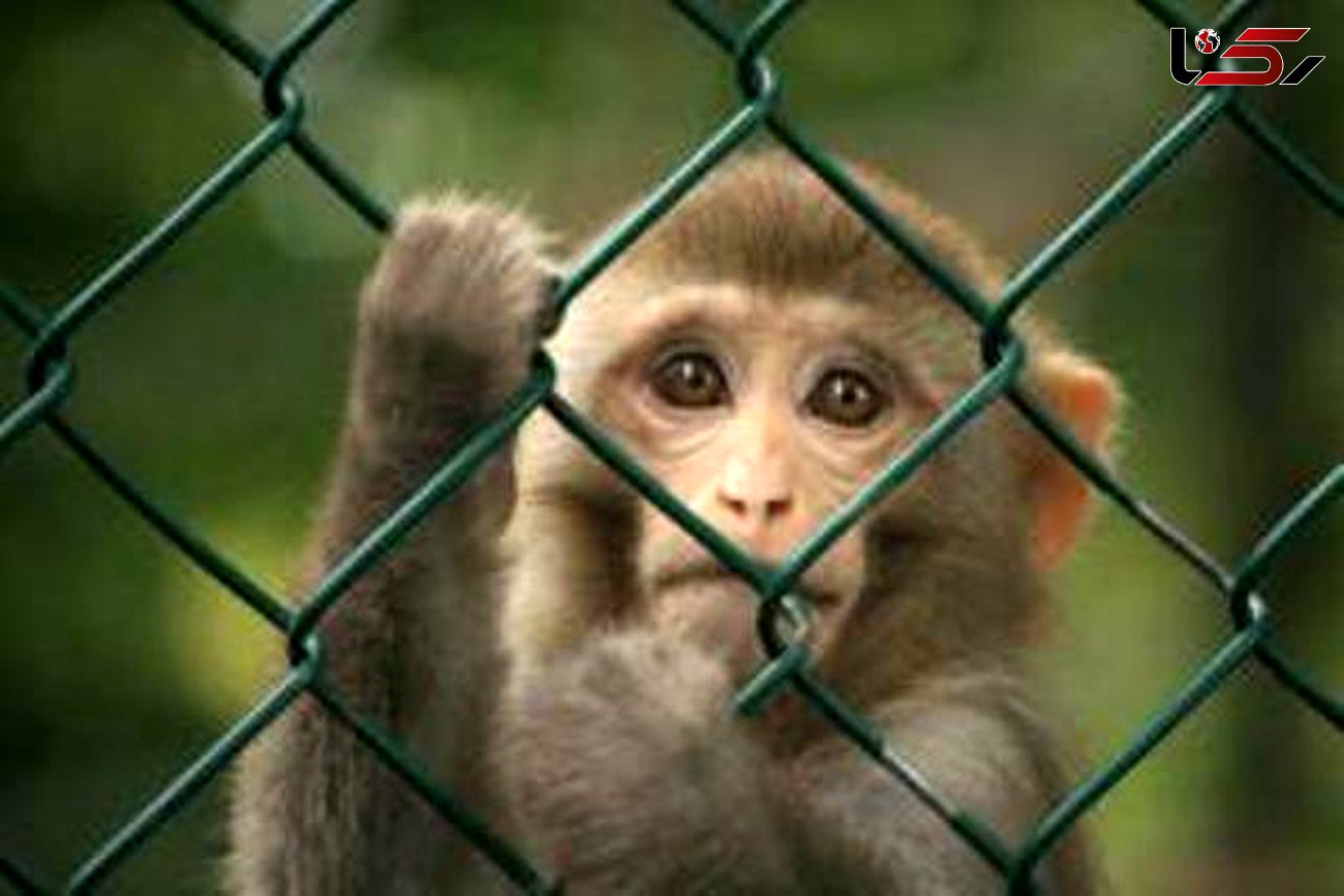 گریه های دردناک بچه میمون پس از مرگ مادرش! عکس