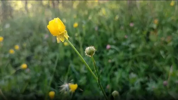 تماشای قاصدک‌ های دلربا در طبیعت بکر روستای گوشلان + تصاویر و فیلم