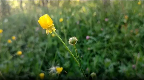 تماشای قاصدک‌ های دلربا در طبیعت بکر روستای گوشلان + تصاویر و فیلم