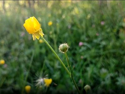تماشای قاصدک‌ های دلربا در طبیعت بکر روستای گوشلان + تصاویر و فیلم